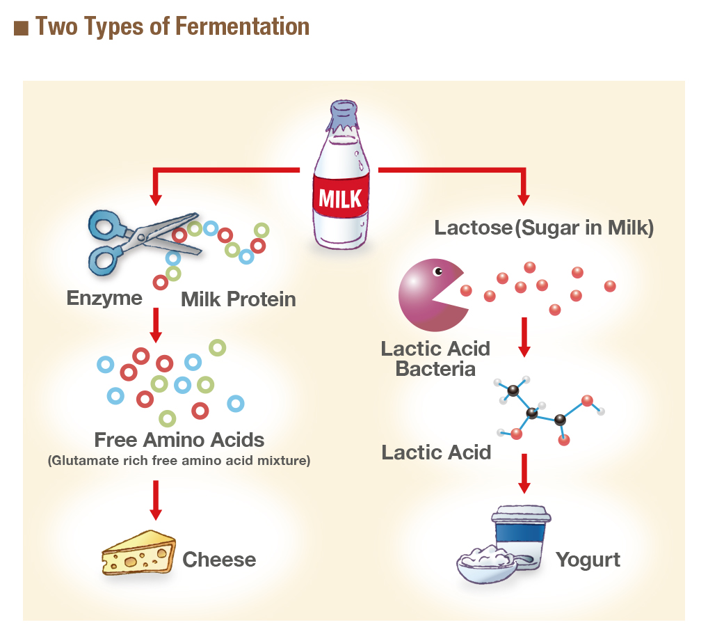 It's not off, it's fermented—microorganisms can preserve foods - Image 04X01
